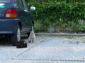 [旅][猫]安里、住宅街の猫