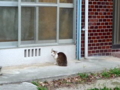 [旅][猫]安里、住宅街の猫(サッシの中にも猫が)