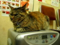 [食][猫]歌舞伎町上海小吃の猫ミミちゃん