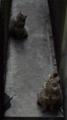 [猫]西新宿路地裏の猫
