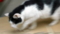 銀座路地裏の猫