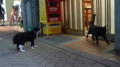 [猫]銀座の猫