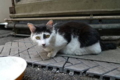 [猫]銀座路地裏の猫