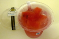 [菓子]セブンイレブン7iRO CAFE、すいかゴロごろゼリー