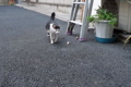 [猫]銀座路地裏の猫