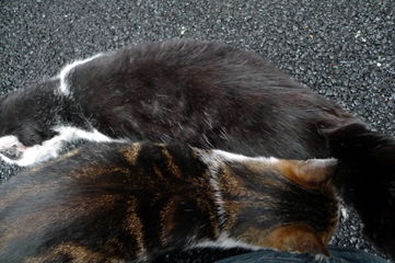 銀座路地裏の猫