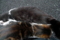 銀座路地裏の猫