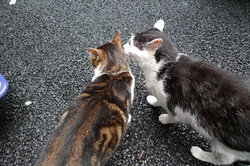 銀座路地裏の猫