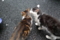 銀座路地裏の猫