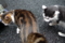 銀座路地裏の猫