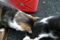 銀座路地裏の猫