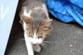 [猫]銀座路地裏の猫
