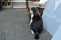 [猫]銀座路地裏の猫