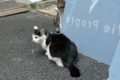 [猫]銀座路地裏の猫