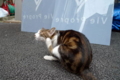 [猫]銀座路地裏の猫