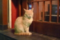 [猫]ビルの谷間に子猫