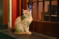 [猫]ビルの谷間に子猫