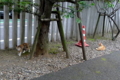 [猫]ビルの谷間に子猫