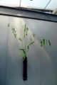 [茶][菓子]うおがし銘茶「茶・銀座」3階(偽小判草)