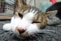 [猫]銀座路地裏の猫