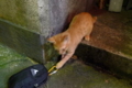 [猫]ビルの谷間に子猫