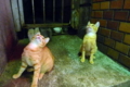 [猫]ビルの谷間に子猫