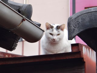 平安神宮近くにいた猫