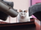 平安神宮近くにいた猫