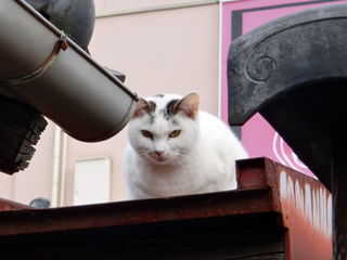 平安神宮近くにいた猫