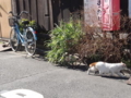 [猫]押上住宅街の猫