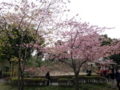 [散歩]皇居東御苑、河津桜(バラ科)