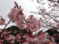 [散歩]皇居東御苑、寒桜(バラ科)