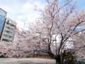 [散歩]銀座の桜