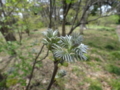 [散歩]皇居東御苑、何の新芽？