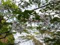 [散歩]皇居東御苑、昭和桜(バラ科)