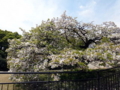 [散歩]皇居東御苑、大島桜(バラ科)