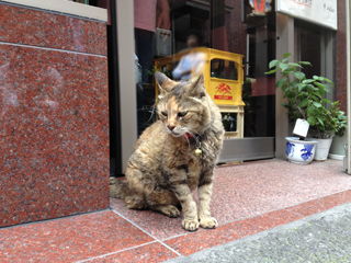 横浜中華街の猫