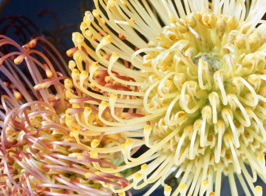 Schneider-Kreuznach 180mm F5.6 Makro-Symmar HM #1046405 Schneider