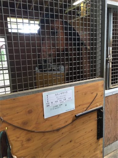 f:id:auaukeiba:20190820093347j:image