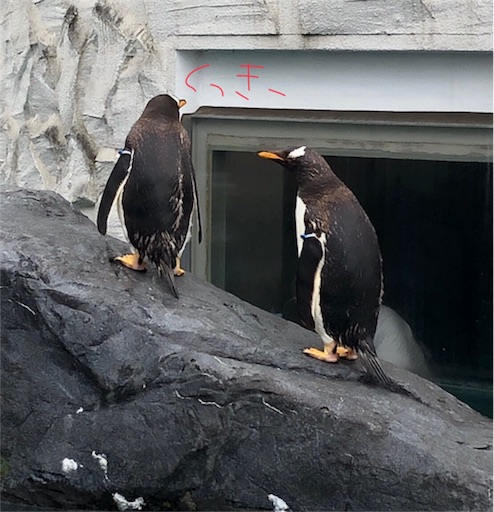 f:id:auaukeiba:20190820093906j:image