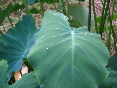 f:id:auauu:20071014205910j:image