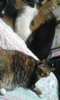 f:id:auauu:20071019161802j:image