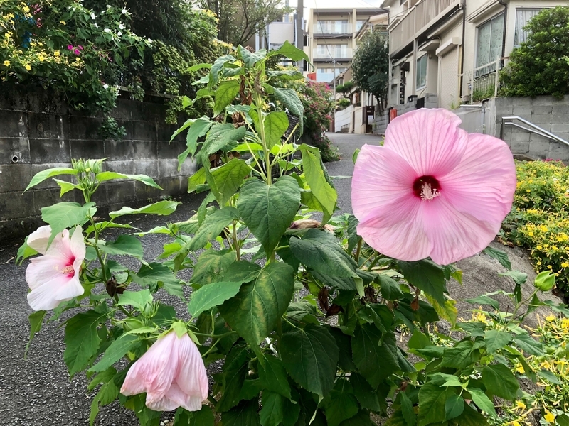 f:id:auditor28:20180914164507j:image:w360