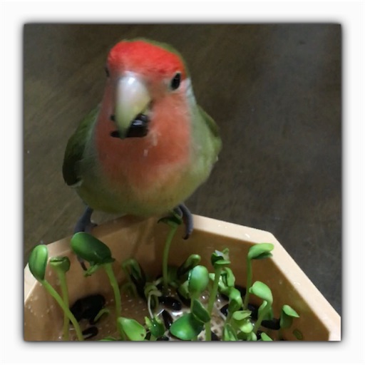 f:id:aufheben1007:20170831165001j:image