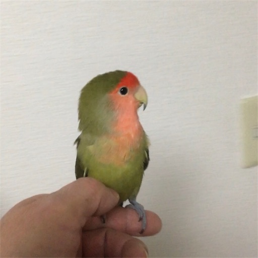 f:id:aufheben1007:20180121074411j:image