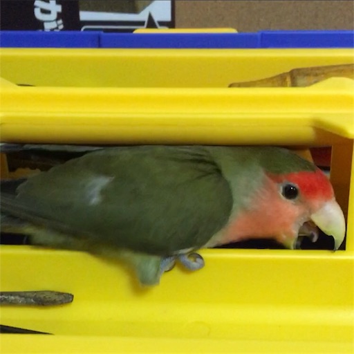 f:id:aufheben1007:20180125142918j:image