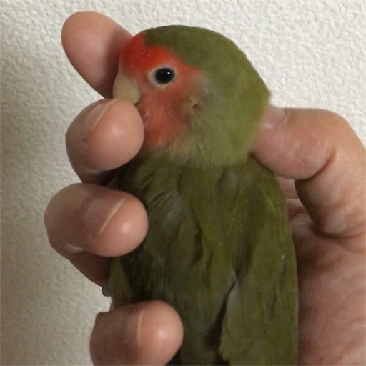 f:id:aufheben1007:20180607154653j:image f:id:aufheben1007:20180607154653j:image