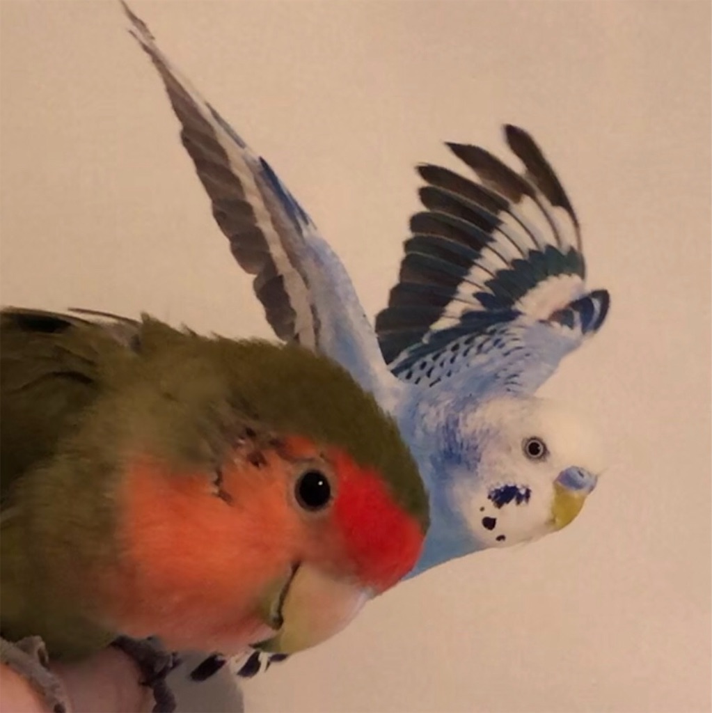 f:id:aufheben1007:20180918131358j:image