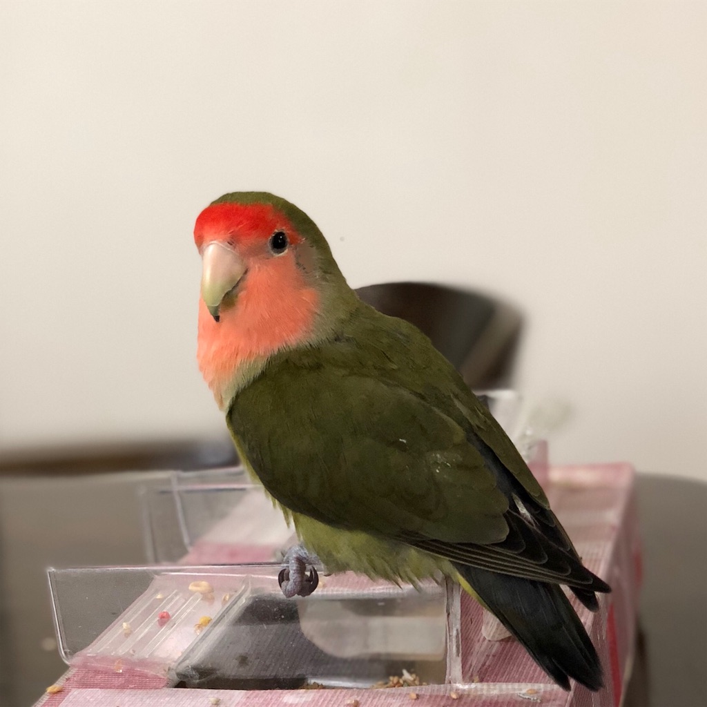 f:id:aufheben1007:20181112221350j:image