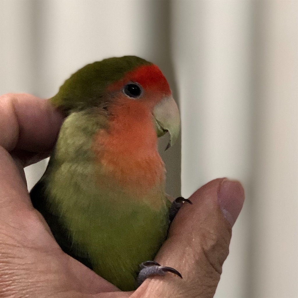 f:id:aufheben1007:20190524222525j:image